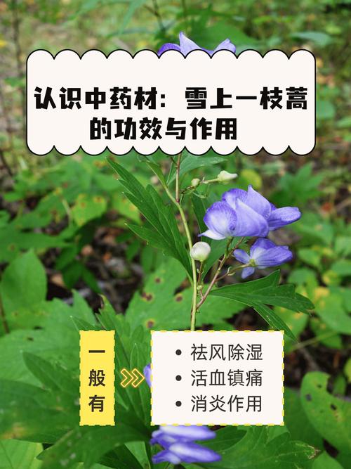 治风湿关节痛的中草药