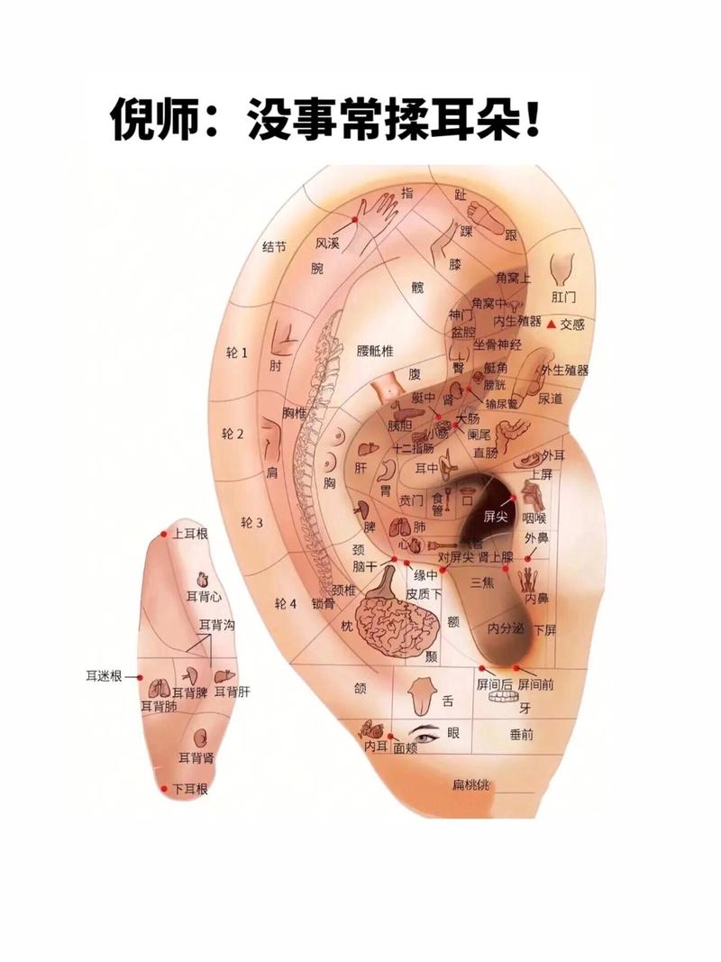 手指对应耳朵的穴位