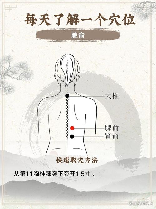 脾胃虚寒灸那个穴位