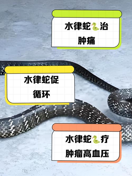 蛇都可以治疗类风湿吗