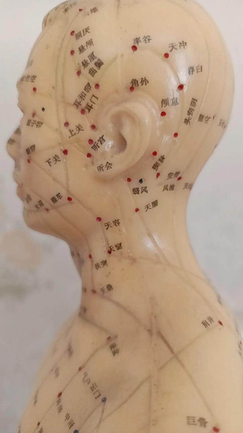 人体穴位图 天目前