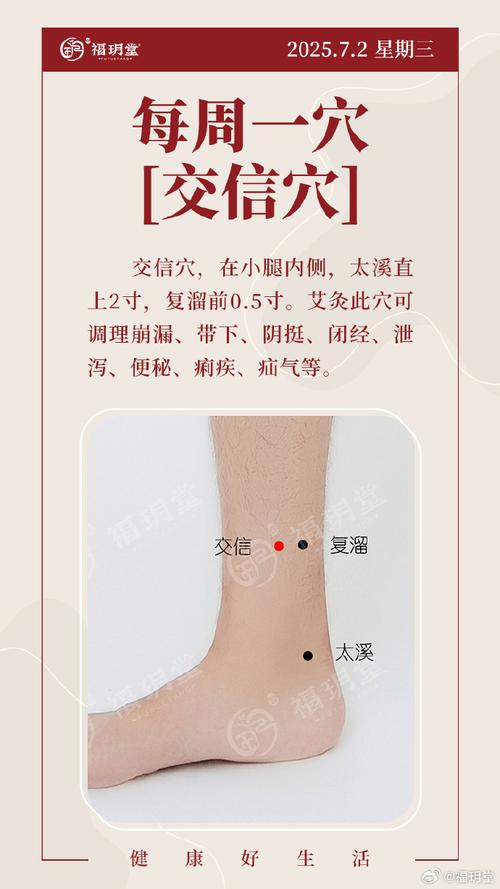 小腿骨内侧中段穴位