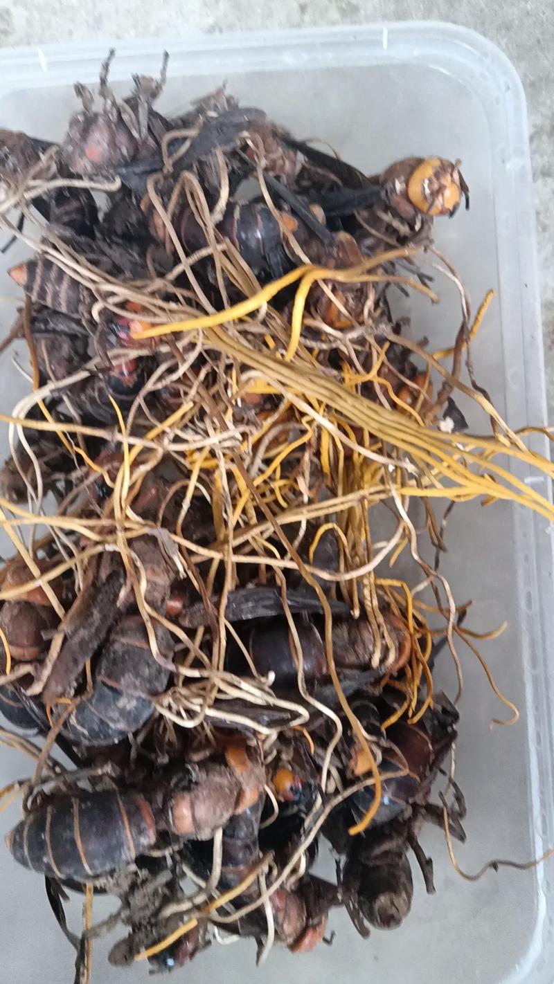 去风湿中药用什么酒泡