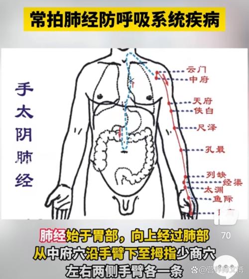 人体那个穴位管肺部