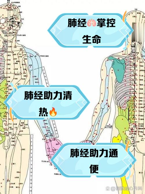 人体那个穴位管肺部