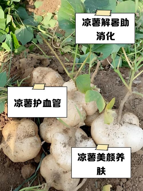 类风湿人可以吃土豆吗