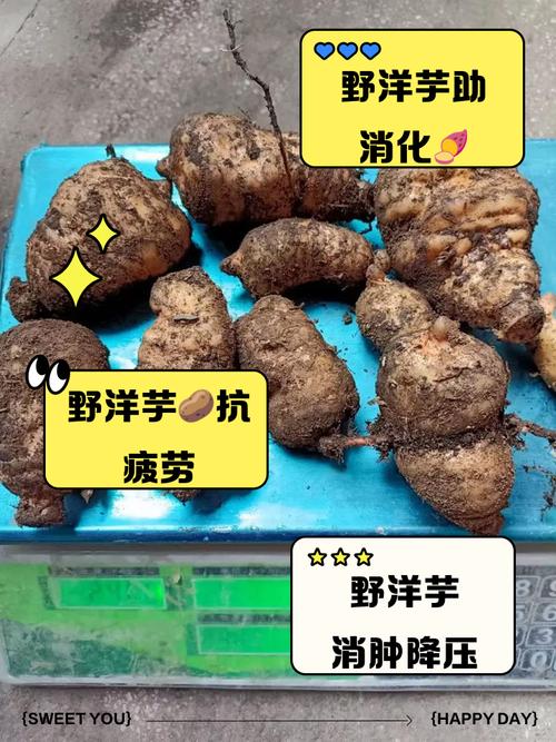 类风湿人可以吃土豆吗