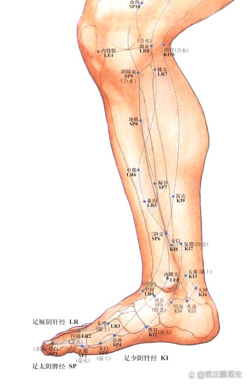 腿部外侧有什么穴位