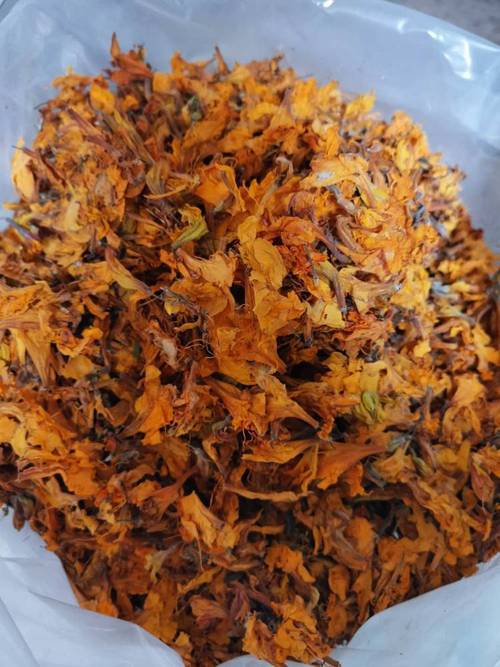 閙羊花外用治疗风湿吗