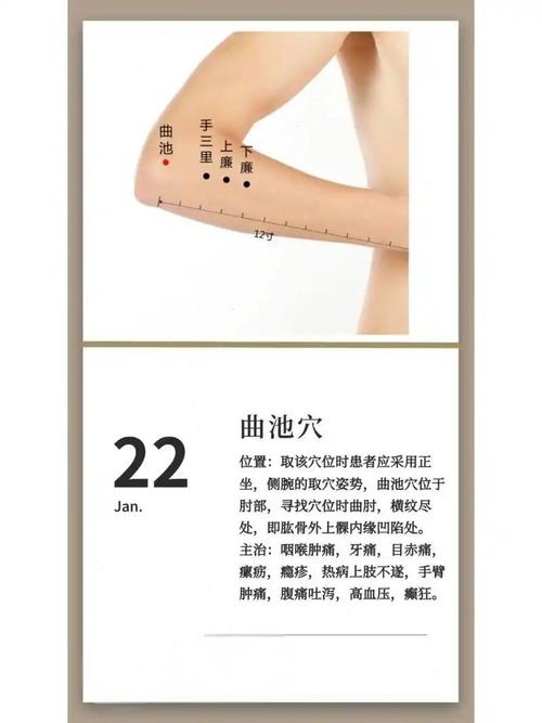 人体穴位经络图曲池