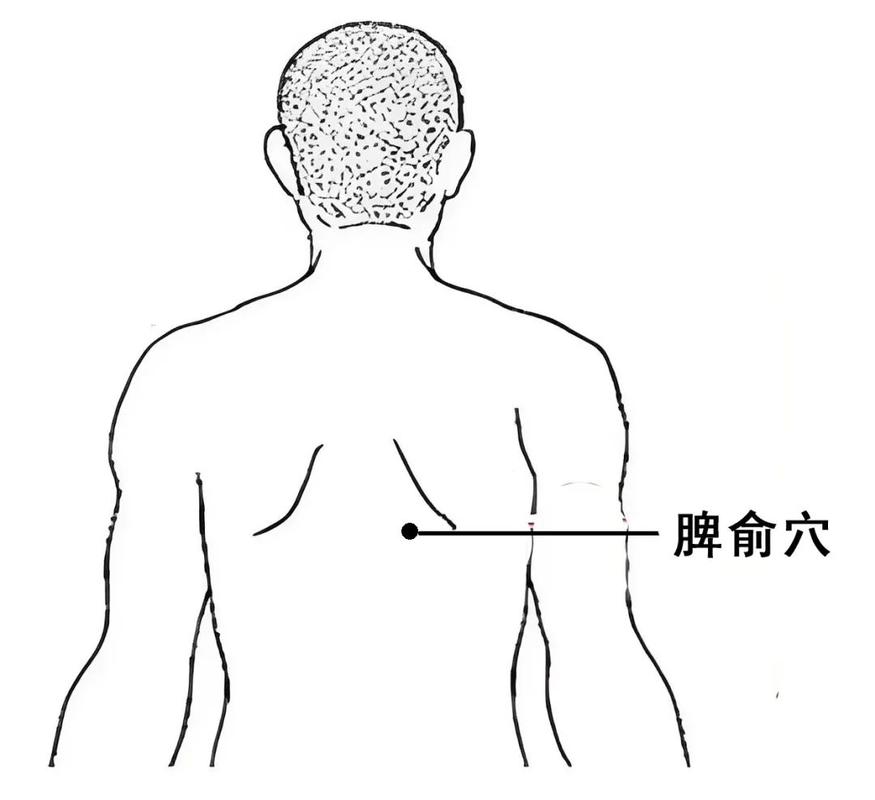 按什么穴位治疗脾虚