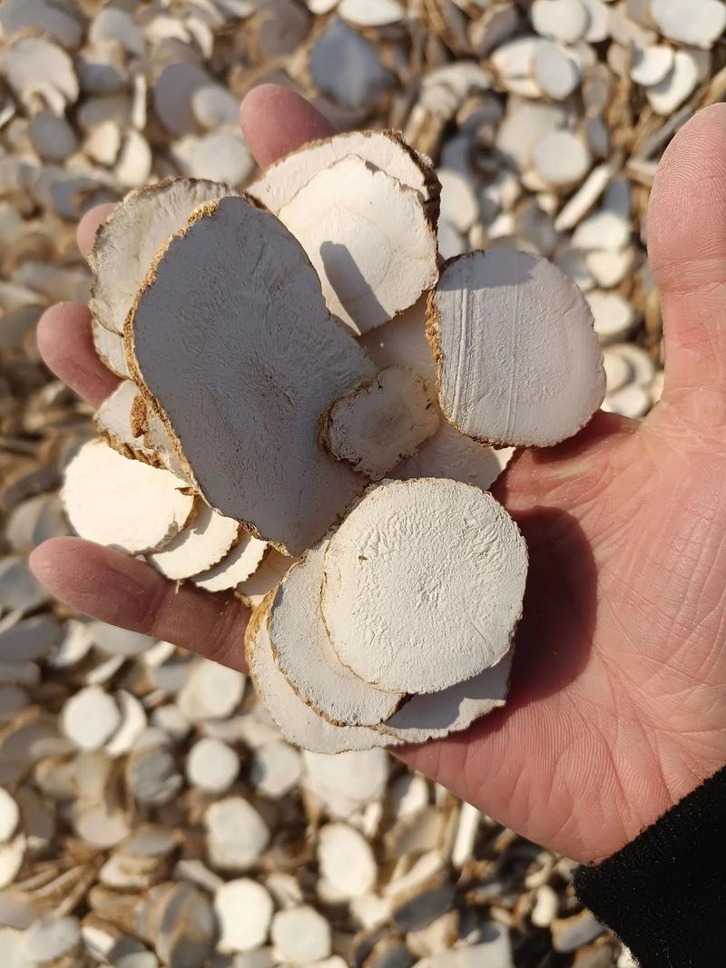 白芷治疗风湿的中药材