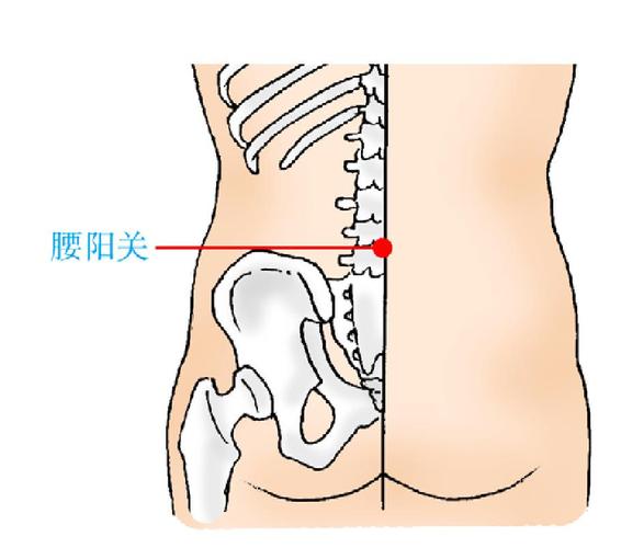 腰阳关穴位位置图片