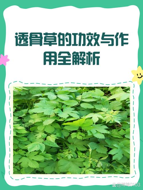 治娄风湿用什么中草药