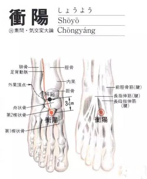 冲阳穴位于什么部位