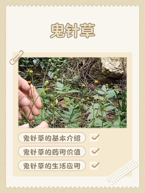 鬼针草治风湿关节炎吗