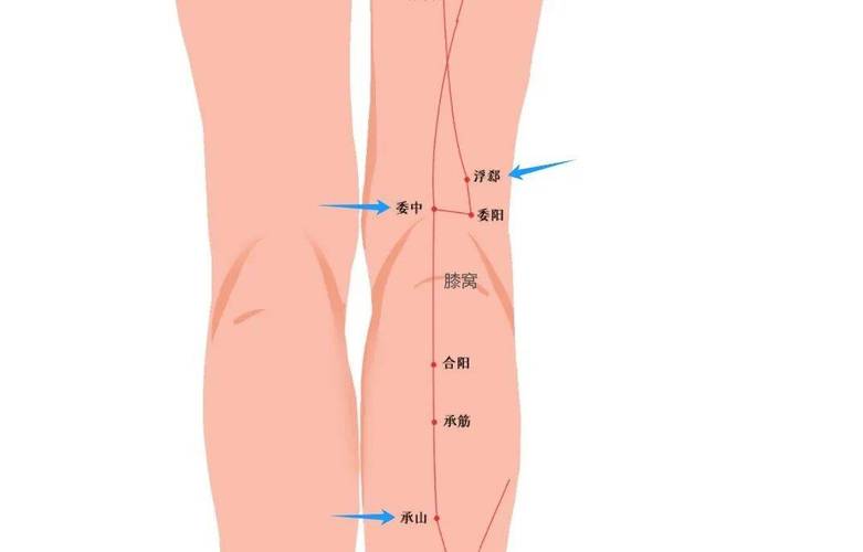 腿部按摩后面穴位图