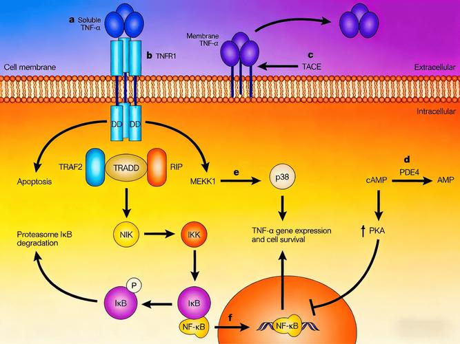 肿瘤坏死因子 类风湿