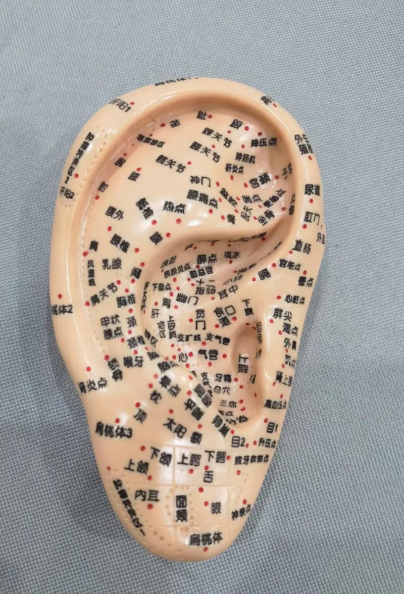 耳部神门穴位定位图