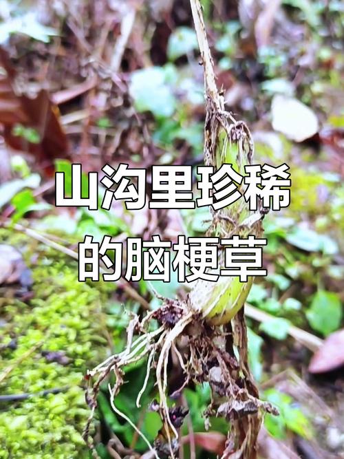 用什么中草药治疗脑梗