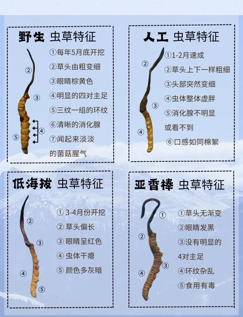 风湿免疫病能用虫草吗