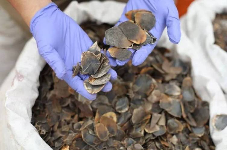 穿山甲鳞片治疗类风湿