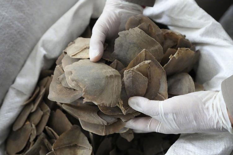 穿山甲鳞片治疗类风湿