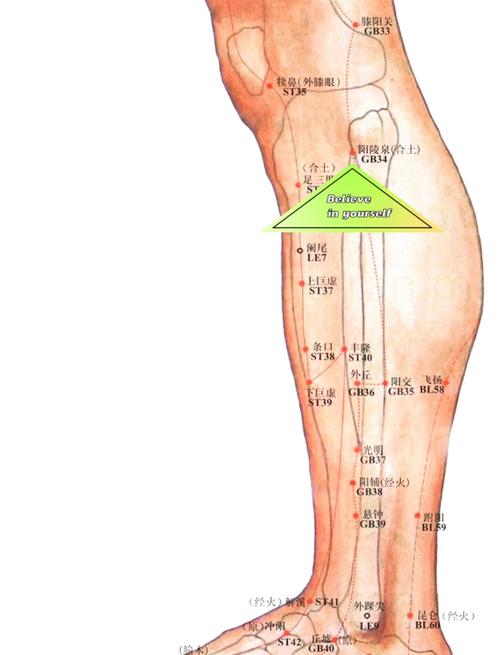 腿肚外侧是什么穴位