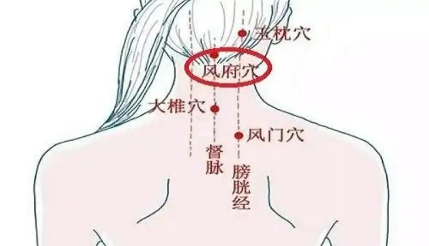 风府穴位位置图大全