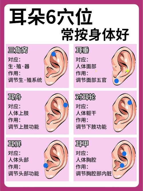 控制食欲的耳朵穴位