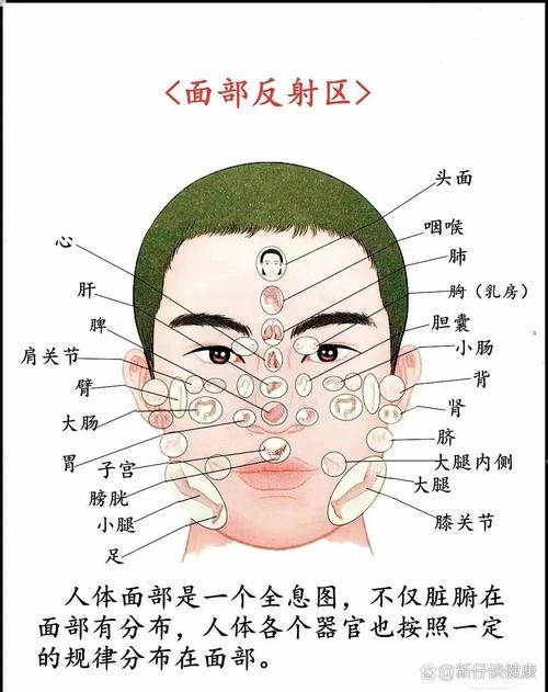 脸上穴位对应内脏图