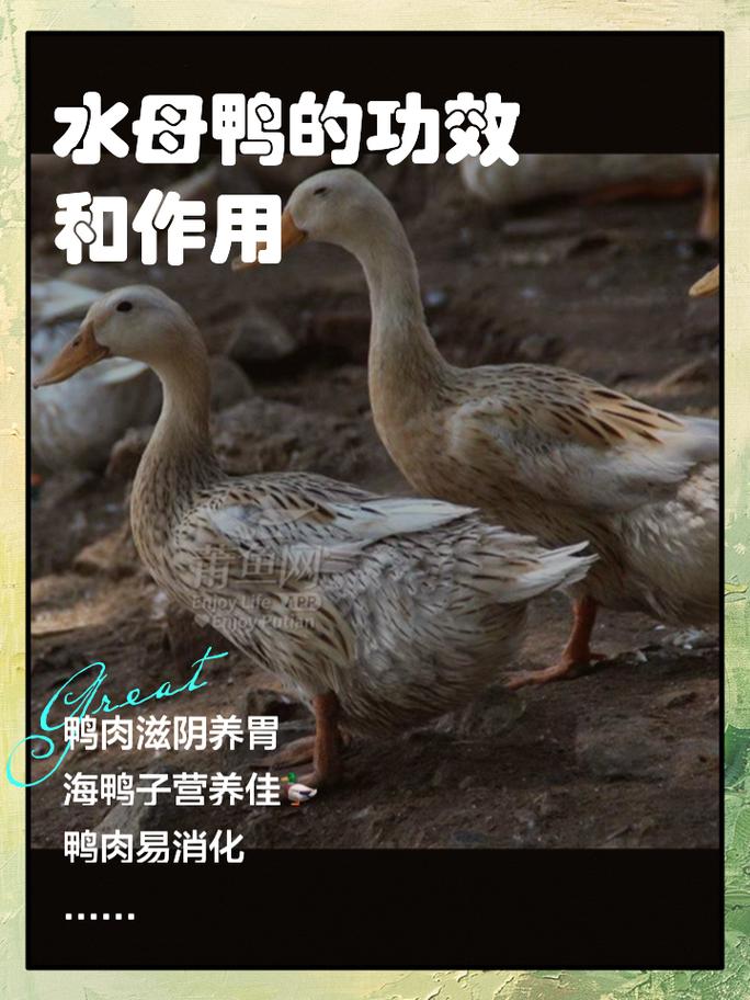 有类风湿可以吃鸭肉吗