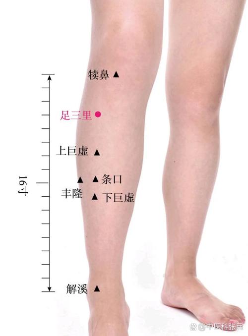 人体腿疼针灸穴位图