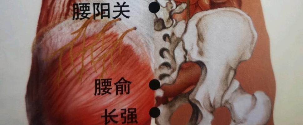 长强穴位在什么位置