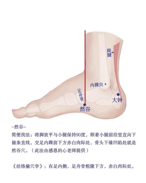 脚踝骨内侧下方穴位
