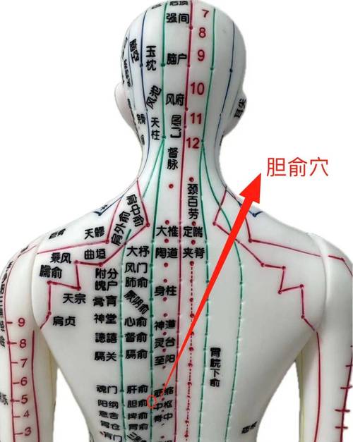 胆囊胆囊穴位位置图