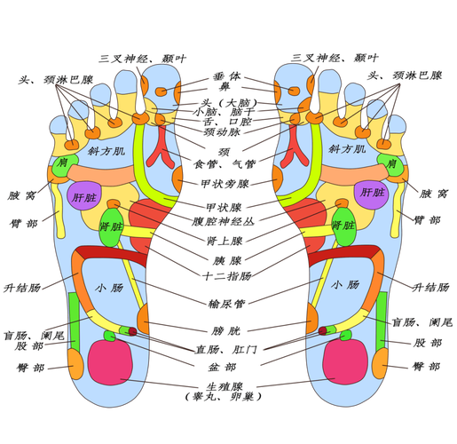 足部脚底脑垂体穴位