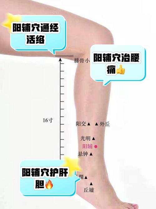 阳辅穴位图功效作用