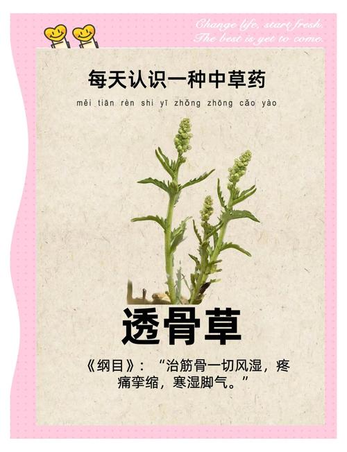 透骨草加什么治疗风湿