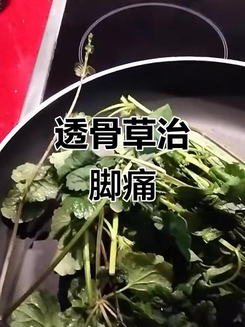透骨草加什么治疗风湿