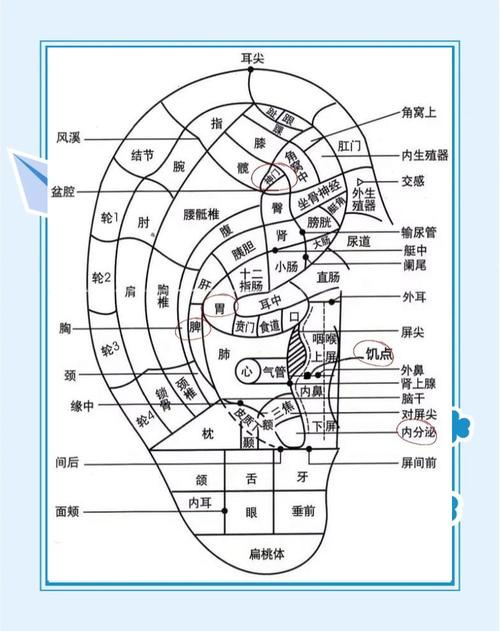 耳朵上都有哪些穴位