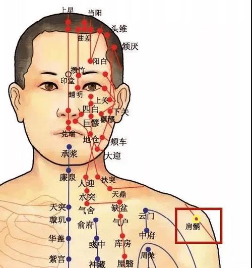 肩部经脉穴位 归经
