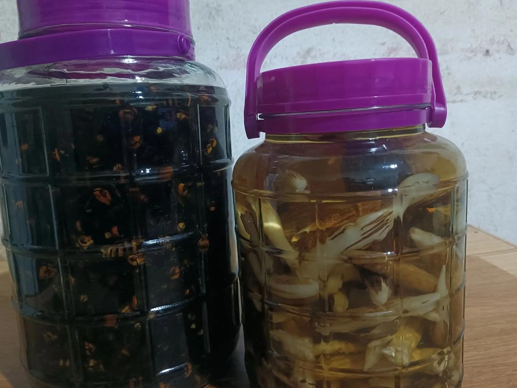 马蜂泡酒可以治风湿吗