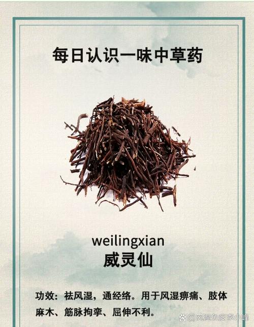 吃什么中药可以去风湿