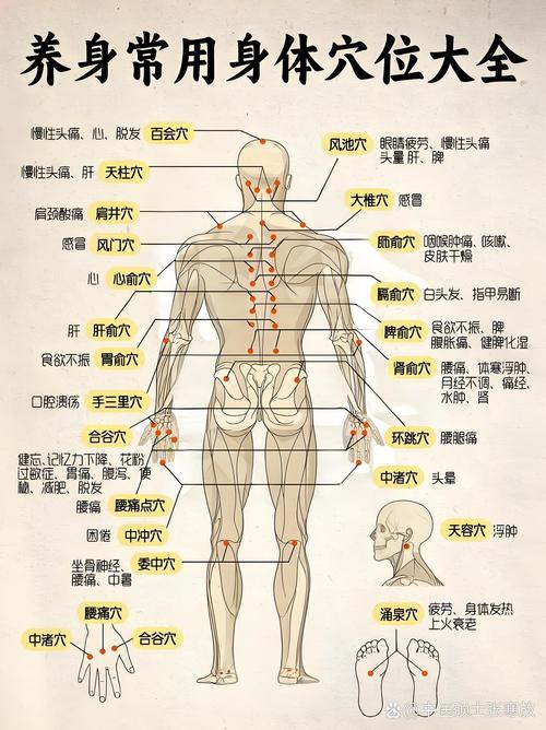 人体所有经络和穴位