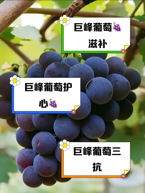 风湿吃葡萄有什么好处