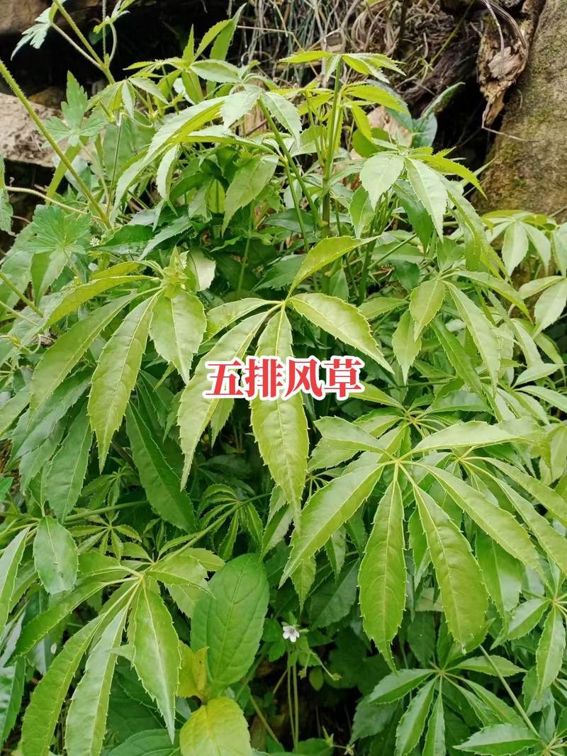 风湿吃什么中药最有效