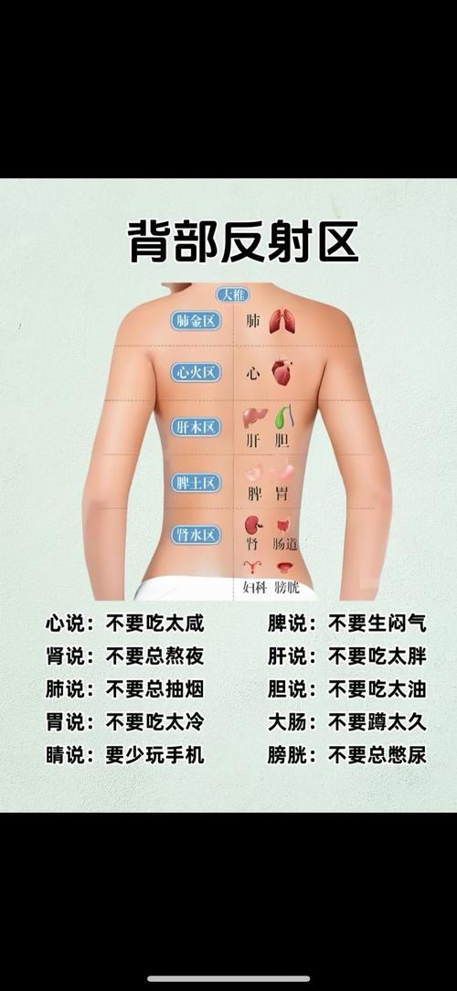 背部穴位对应的器官