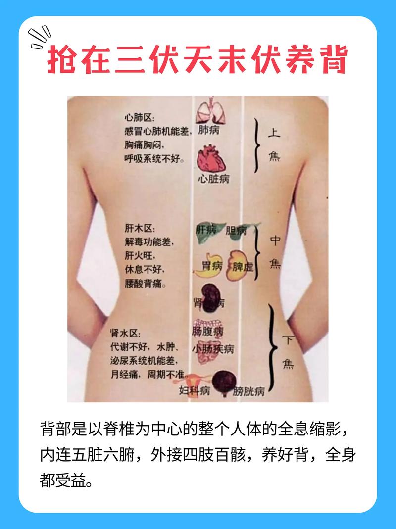 背部穴位对应的器官