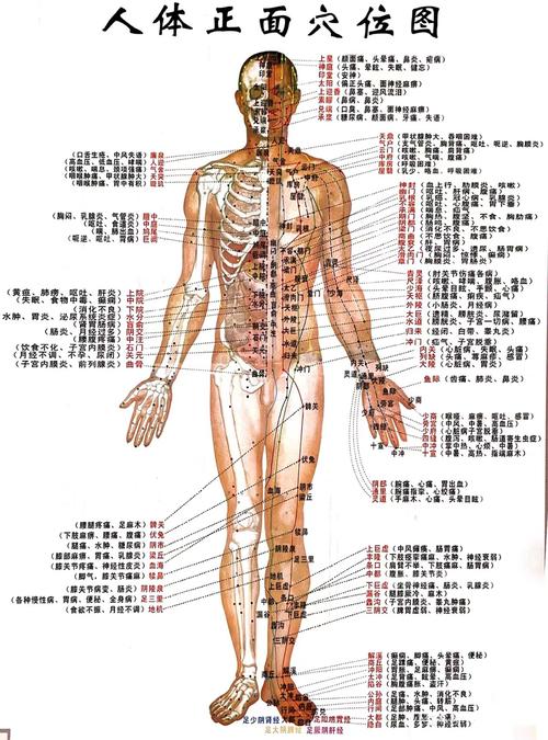 人体针灸穴位及定位